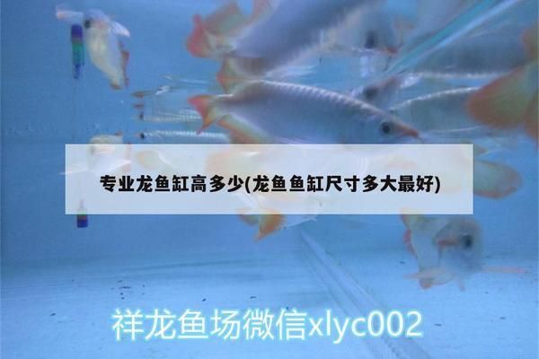 龙鱼用多大的缸vs祥龙鱼场：祥龙鱼场的鱼缸尺寸