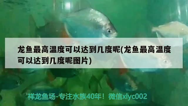 龙鱼温度最高可以承受多少度vs祥龙鱼场：祥龙鱼场龙鱼最佳养殖水温