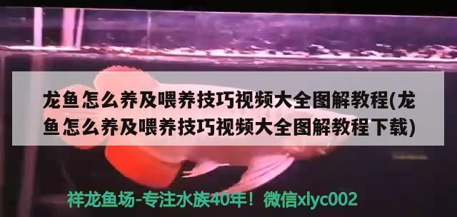 龙鱼知识与喂养方法大全vs祥龙鱼场：祥龙鱼场和龙鱼知识及喂养方法大全 vs祥龙鱼场 第1张