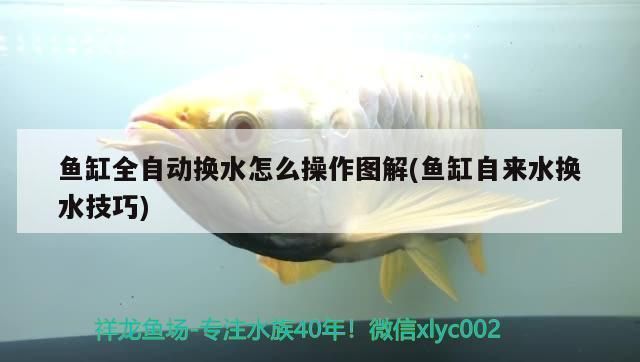 龙鱼鱼缸怎么换水最好vs祥龙鱼场：龙鱼换水的最佳方式 vs祥龙鱼场 第4张