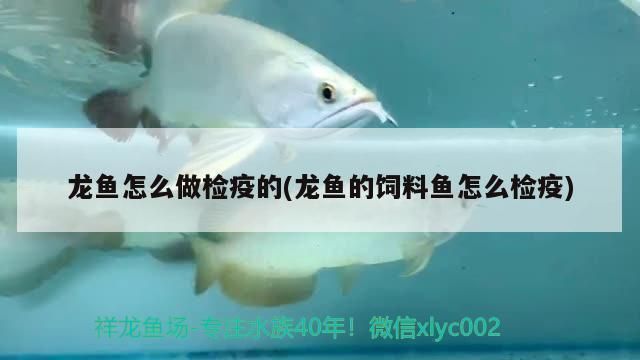 龙鱼怎么驱虫检疫的呢vs祥龙鱼场：龙鱼的驱虫检疫方法