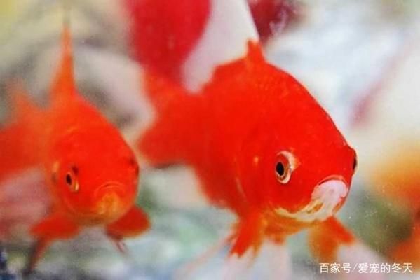 龙鱼换新缸后状态不好：龙鱼在换新缸后状态不佳怎么办 水族问答 第2张