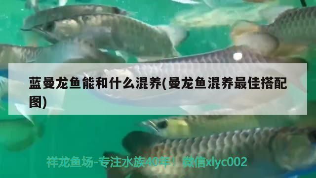 龙鱼配什么鱼最上档次蓝曼龙与龙鱼可以混养吗 龙鱼百科 第2张