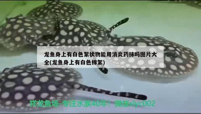 龙鱼消炎药有哪些药vs祥龙鱼场：龙鱼消炎药及其用途和注意事项：龙鱼消炎药及其用途 vs祥龙鱼场 第2张