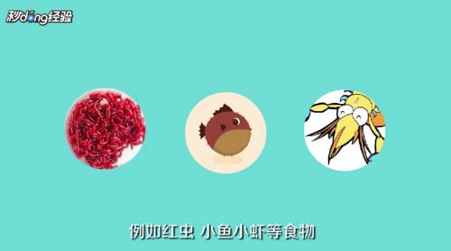 龙鱼回来多久可以开始喂食了：龙鱼回家后多久可以开始喂食？ 水族问答 第1张