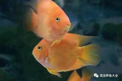 龙鱼会生鱼吗：龙鱼和会生鱼之间的关系 水族问答 第1张