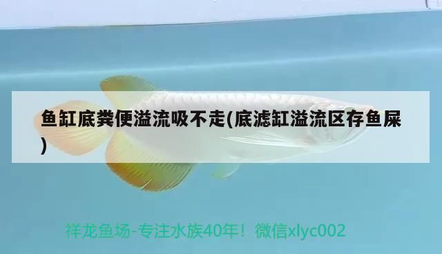 龙鱼撞伤万隆天王大红片可以吗vs祥龙鱼场：“龙鱼撞伤万隆天王大红片可以吗vs祥龙鱼场”的直接答案