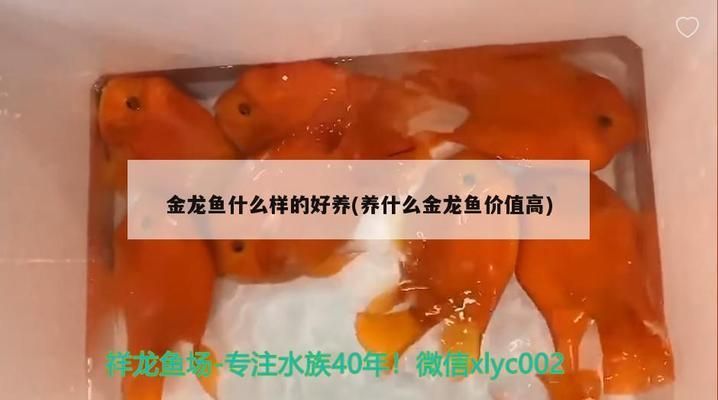 红龙鱼不吃食怎么办：红龙鱼不吃食可能是种种原因导致红龙鱼不吃食的原因 龙鱼百科 第2张