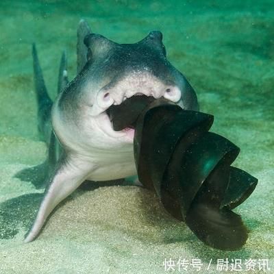 龙鱼混养龙鱼能繁殖吗：混养龙鱼能成功繁殖吗？ 水族问答