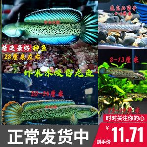 龙鱼混养注意事项有哪些：关于龙鱼和金鱼混养的问题 水族问答 第1张