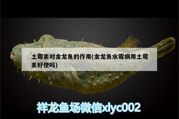 龙鱼怎么用土霉素vs祥龙鱼场：土霉素治疗龙鱼效果如何 vs祥龙鱼场 第4张