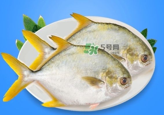 龙鱼几个月能长大：关于龙鱼的问题 水族问答 第2张