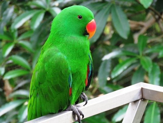 龙鱼撞伤背部鳞片会怎么样vs祥龙鱼场：龙鱼撞伤背部鳞片会怎么样vs祥龙鱼场的龙鱼品种介绍 vs祥龙鱼场 第1张