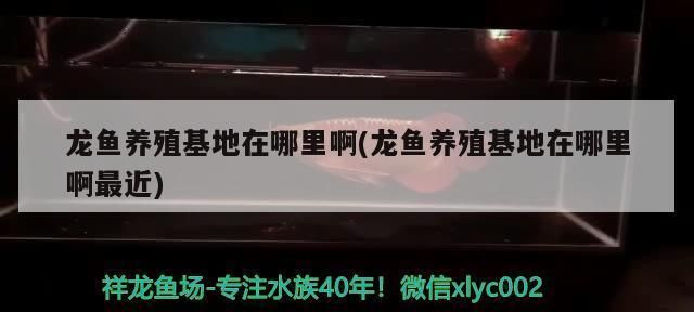 国内龙鱼养殖基地在哪里：国内主要的龙鱼养殖基地 龙鱼百科 第4张