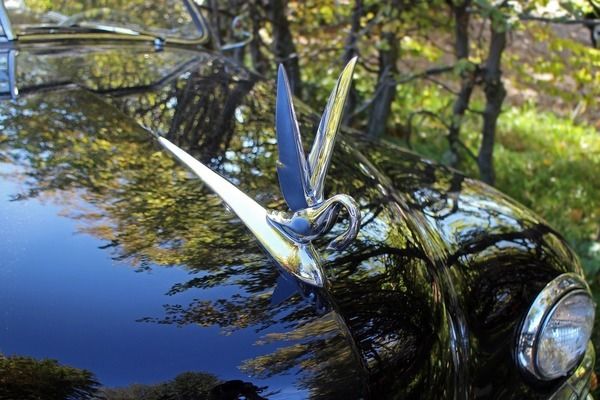 龙鱼几年可以繁殖：关于龙鱼繁殖的问题 水族问答 第1张