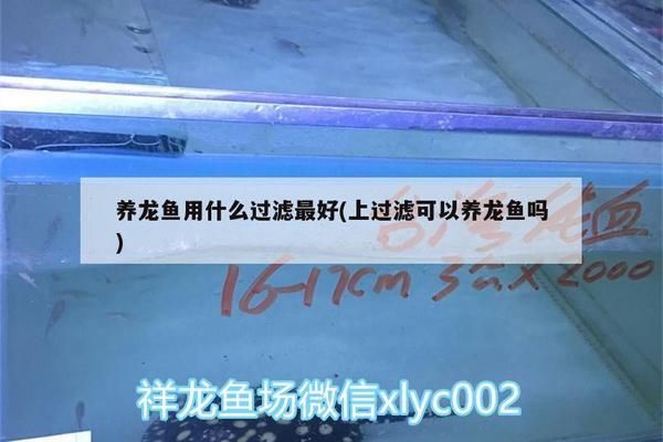 龙鱼需要什么过滤材料vs祥龙鱼场：龙鱼专用滤材品牌如何自制龙鱼过滤效果对比祥龙鱼场 vs祥龙鱼场 第4张