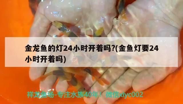 养金龙鱼需要杀菌灯吗vs祥龙鱼场：养金龙鱼是否需要使用杀菌灯来维持水质的问题 vs祥龙鱼场 第1张