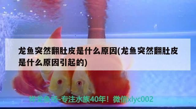 什么原因导致龙鱼翻肚vs祥龙鱼场：如何挑选健康的龙鱼 vs祥龙鱼场 第2张