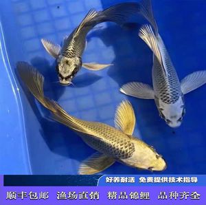 龙鱼几条混养最好：-混养的龙鱼需要考虑个体性格与尺寸、混养 水族问答 第1张