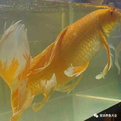 龙鱼几条混养最好：-混养的龙鱼需要考虑个体性格与尺寸、混养 水族问答 第4张