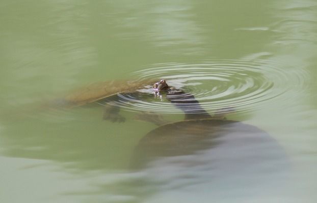 龙鱼鱼鳞上有白色絮状物是什么：龙鱼鱼鳞上出现白色絮状物可能由多种因素引起 龙鱼百科 第2张