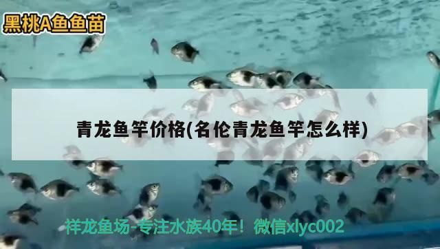 青龙鱼竿怎么样好用吗：光威青龙戟适合钓哪些鱼 龙鱼百科 第3张