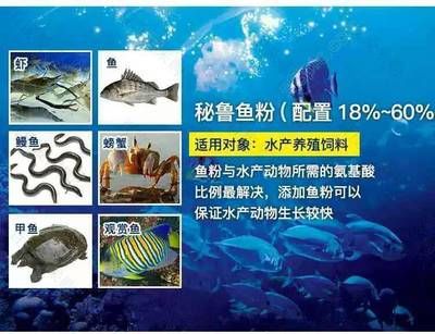 龙鱼检疫可以喂食吗：龙鱼检疫后多久可以恢复喂食？ 水族问答 第1张