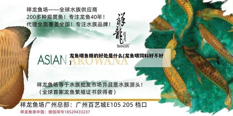 龙鱼喂饲料好还是活食好呢vs祥龙鱼场：祥龙鱼场龙鱼养殖技术活食喂养龙鱼的注意事项 vs祥龙鱼场 第2张