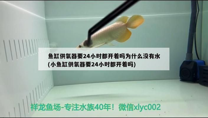 龙鱼需要24小时打氧吗vs祥龙鱼场：如何判断龙鱼是否需要24小时打氧