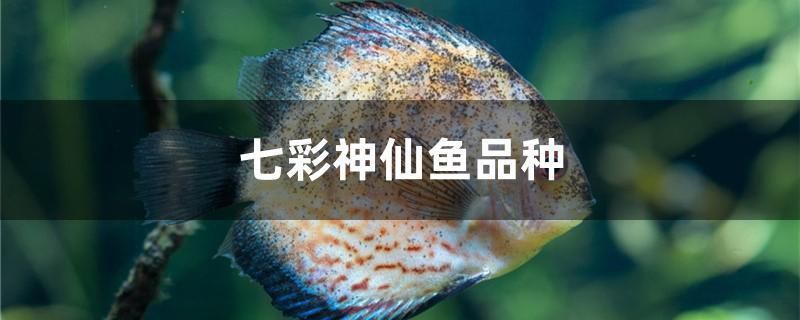 龙鱼鉴赏要点有哪些：关于龙鱼鉴赏的问题 水族问答 第2张