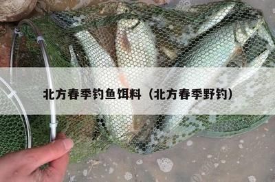 龙鱼鉴赏要点总结怎么写的：完整的龙鱼鉴赏要点框架