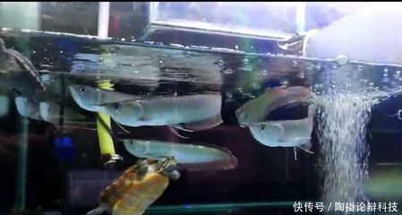 龙鱼介绍图：-龙鱼的重要性 水族问答 第2张