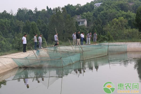 龙鱼紧迫拒食怎么办：如何应对龙鱼紧迫拒食的问题 水族问答 第2张