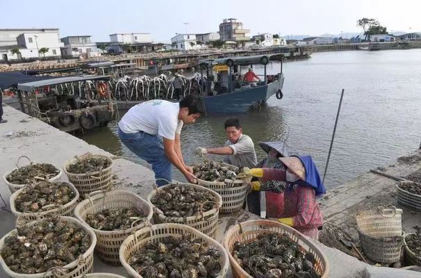 金龙鱼产值多少亿人民币：金龙鱼产值情况如何 龙鱼百科 第3张