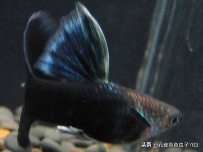 龙鱼进口限制：关于龙鱼进口的疑问 水族问答 第1张