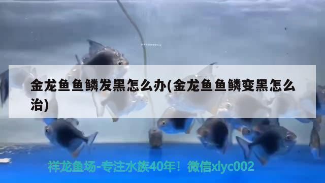 龙鱼有一个鳞片发黑vs祥龙鱼场：祥龙鱼场的评价如何 vs祥龙鱼场 第4张