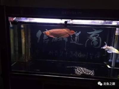 龙鱼开灯多久好：龙鱼夜间照明的替代方案 龙鱼百科 第4张