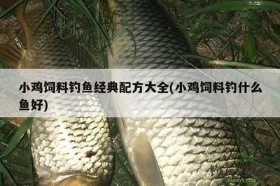 龙凤鲤鱼饲料蛋白质来源选择：如何评估鲤鱼饲料中的蛋白质来源