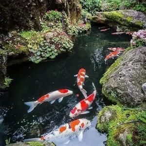 胡姬花属于金龙鱼吗：益海嘉里金龙鱼粮油食品股份有限公司胡姬花和金龙鱼上市 龙鱼百科 第1张