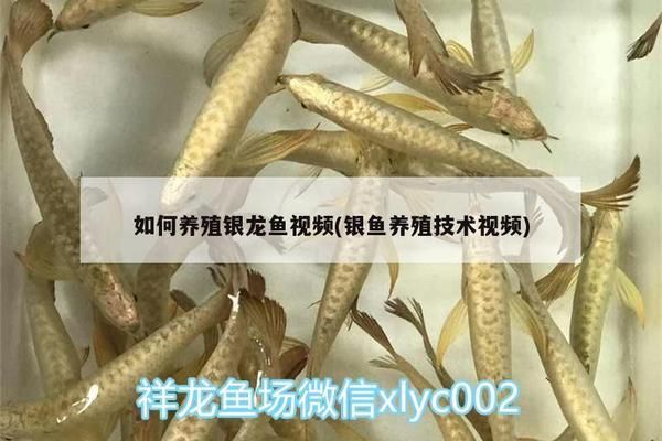 银古鱼苗最佳光照强度：银古鱼和银鲳幼鱼的光照需求 龙鱼百科 第5张