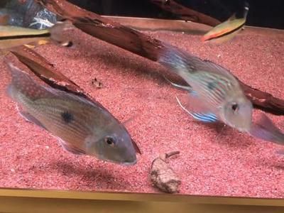 龙鱼拒食会饿死吗：龙鱼拒绝进食会导致死亡吗？ 水族问答