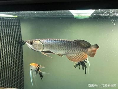 龙鱼拒食三个月会死吗：关于龙鱼拒食的问题 水族问答 第2张