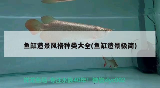 龙鱼鱼缸造景风格vs祥龙鱼场：龙鱼鱼缸造景风格与祥龙鱼场 vs祥龙鱼场 第3张