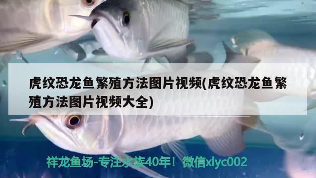 白化红眼金恐龙鱼可以长多大 龙鱼百科 第5张