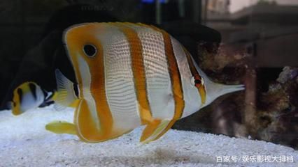 皇家火箭鱼水族箱布置技巧：皇家火箭鱼水族箱的布置技巧 龙鱼百科 第2张