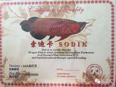 龙鱼芯片号码900什么意思：龙鱼芯片信息如何查询，龙鱼芯片对价格的影响 龙鱼百科 第4张