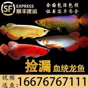 龙鱼芯片号码900什么意思：龙鱼芯片信息如何查询，龙鱼芯片对价格的影响 龙鱼百科 第3张