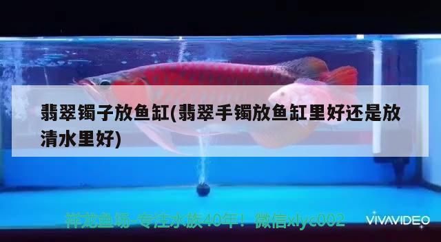 龙鱼嚼一嚼就吐了：龙鱼对食物的快速处理能力 水族问答