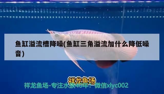 金龙鱼成年能长多大：关于金龙鱼成年体长的一些详细信息 龙鱼百科 第3张