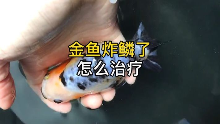 金龙鱼炸鳞怎么回事：金龙鱼炸鳞现象解析 龙鱼百科 第4张